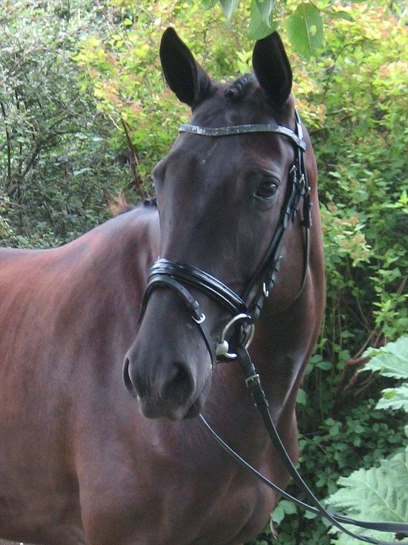 Dansk Varmblod ROCKIE LANDSIG - Velkommen til søs´ profil. Kig dig omkring! ;D billede 1