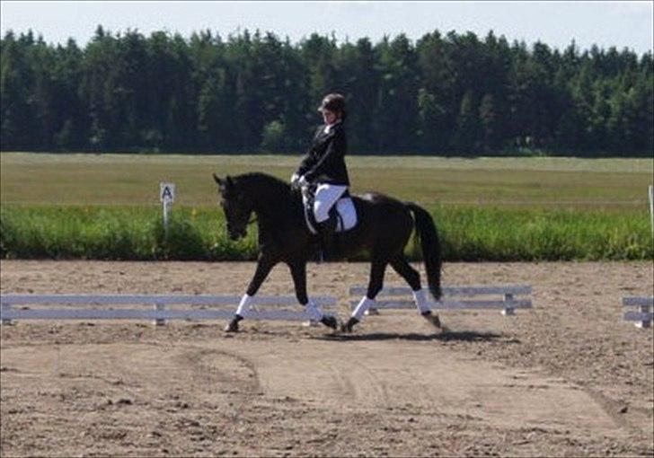 New Forest Holmens Sir Bastian - Charlotte og Bastians første stævne - juni 2011 billede 16