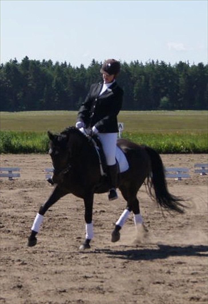 New Forest Holmens Sir Bastian - Charlotte og Bastians første stævne - juni 2011 billede 2