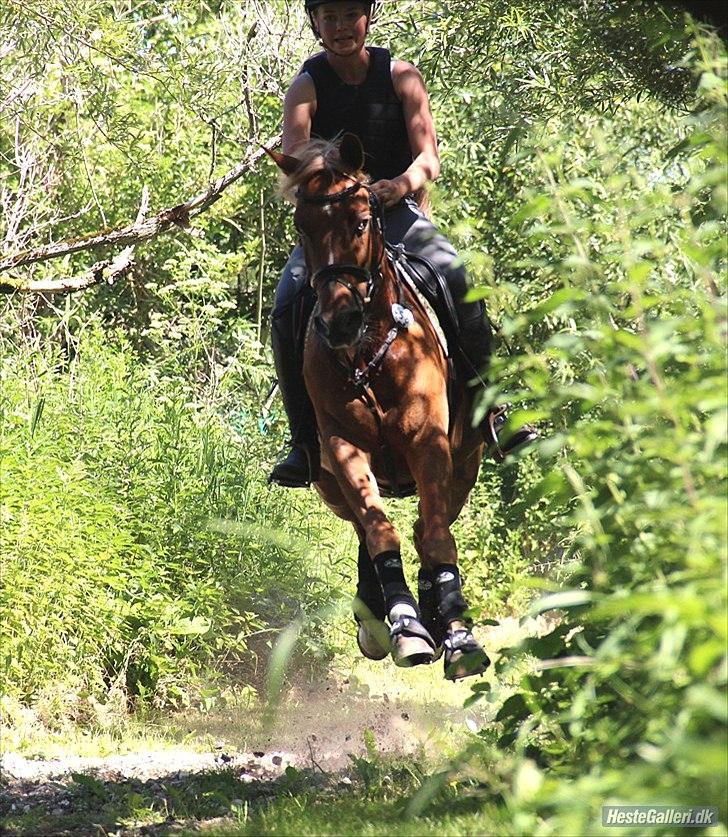 Hollandsk Sportspony Olivier billede 13