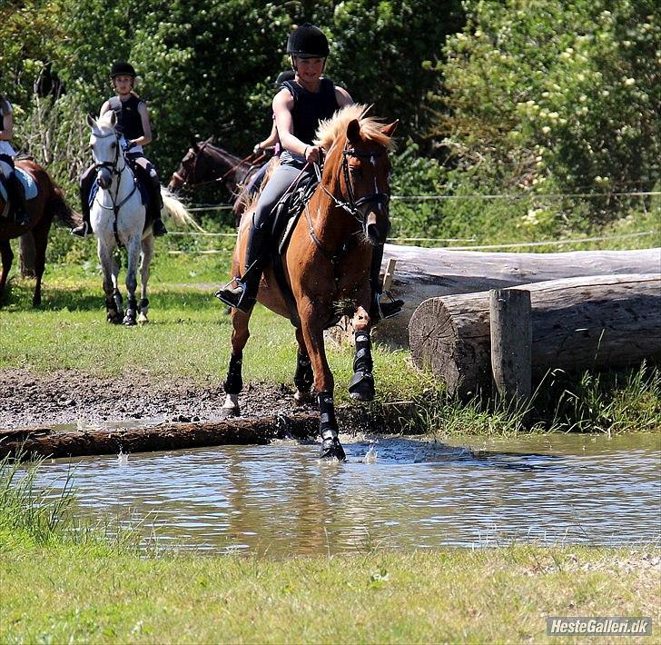 Hollandsk Sportspony Olivier billede 15