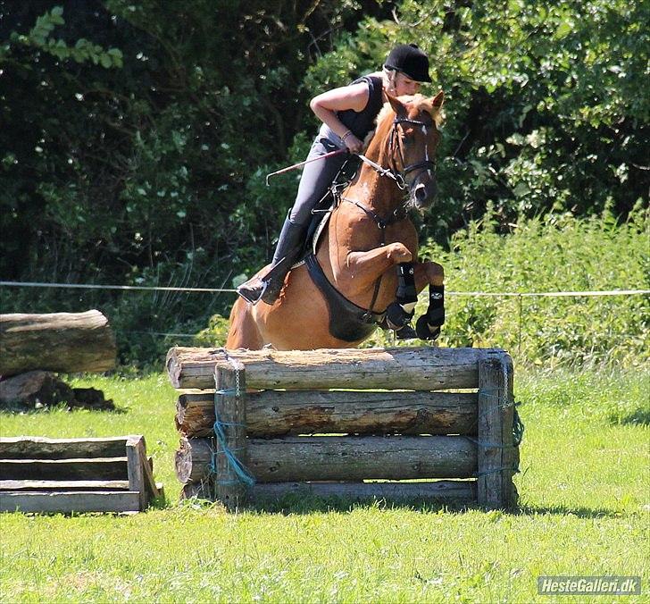 Hollandsk Sportspony Olivier billede 16