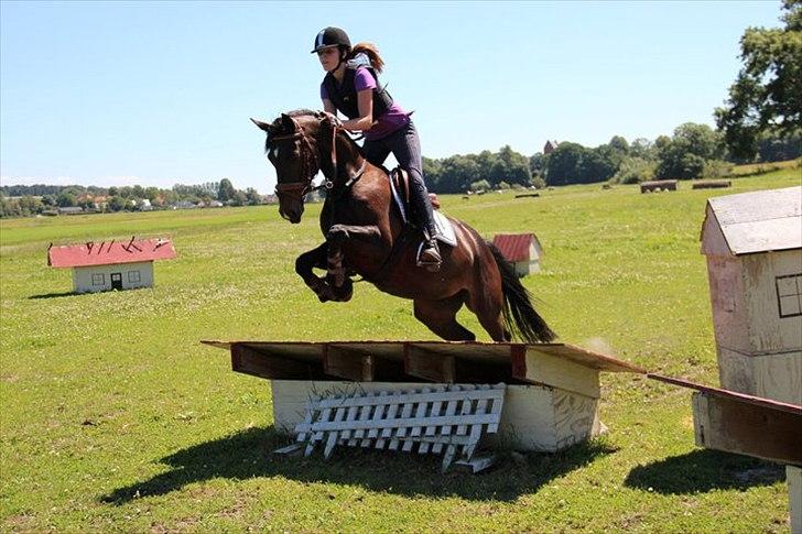 Anden særlig race Holtegårdens Splif - military på Søborggaard! <3 billede 11