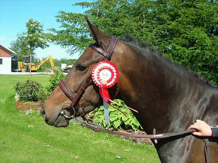 New Forest Holmens Princess - Holmens Princess har fået 23 p og ærespræmie til Fjerritslev dyrskue billede 1