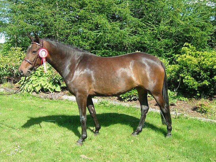 New Forest Holmens Princess - Princess 2 år billede 4