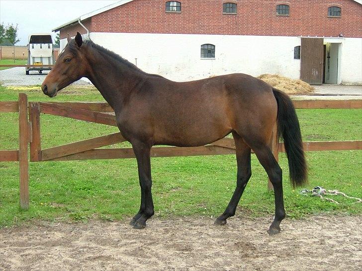 New Forest Holmens Princess - Holmens Princess 1 år billede 6