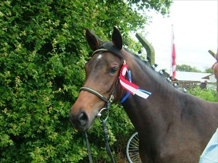 New Forest Holmens Princess - Princess har fået 23 p og ærespræmie på Hjørring dyrskue billede 7