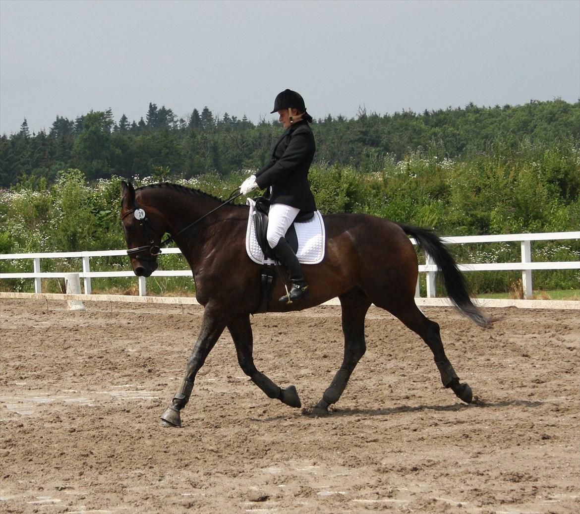 Dansk Varmblod Intakt billede 12