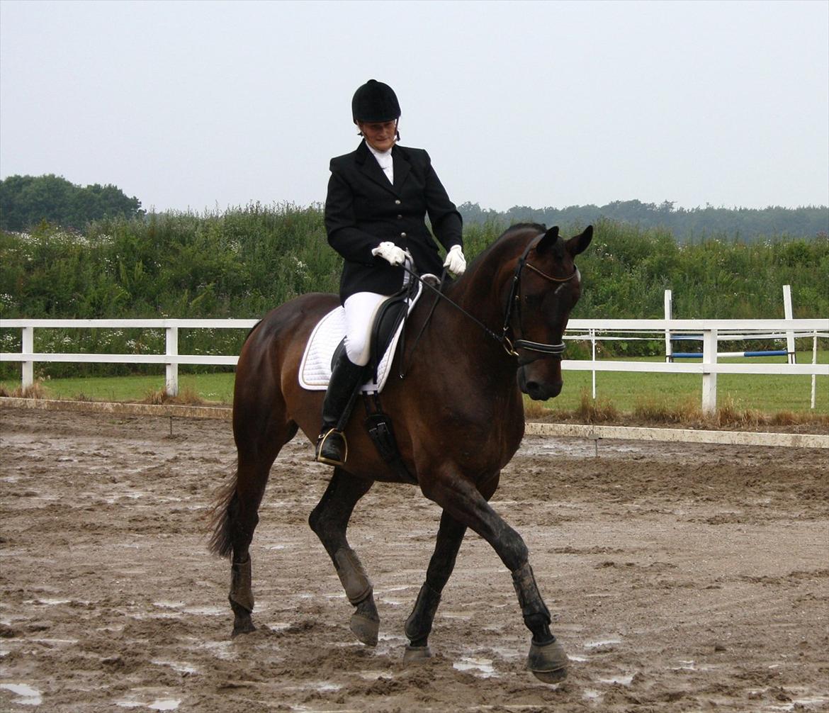 Dansk Varmblod Intakt billede 13