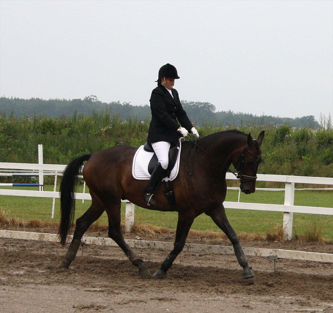 Dansk Varmblod Intakt billede 14