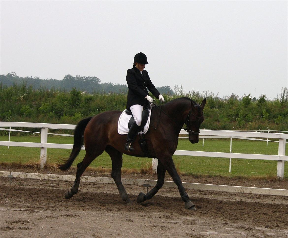 Dansk Varmblod Intakt billede 15