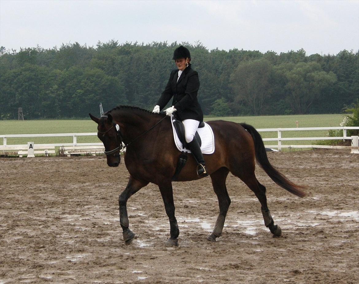 Dansk Varmblod Intakt billede 16