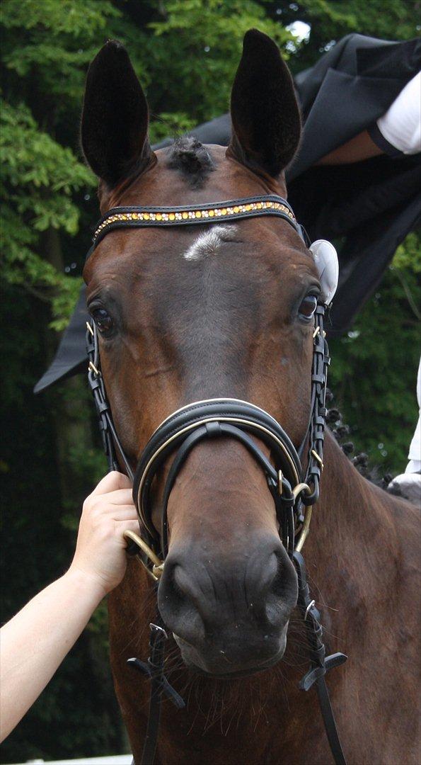 Dansk Varmblod Intakt billede 17