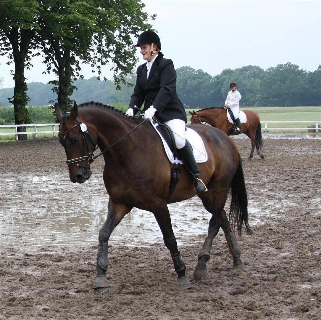 Dansk Varmblod Intakt billede 18