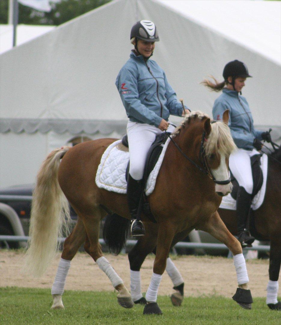 New Forest Holmens Facos <3 Solgt - Til landsskue :) <3 futte du er en stjerne <3'
 billede 15