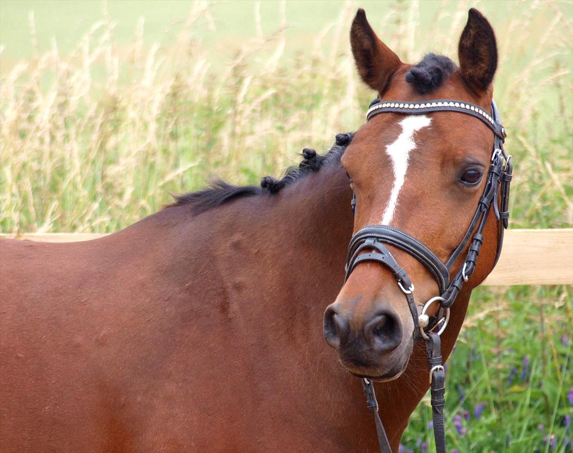 Anden særlig race Mrs. Butler - Min smukke prinsesse<3 billede 3