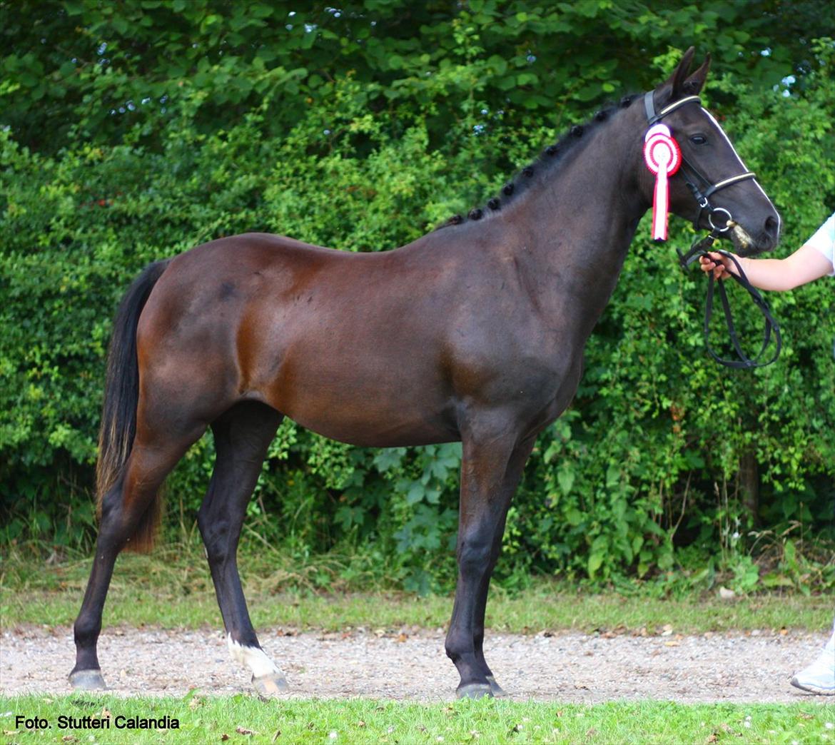 New Forest Holmens Victoria billede 2