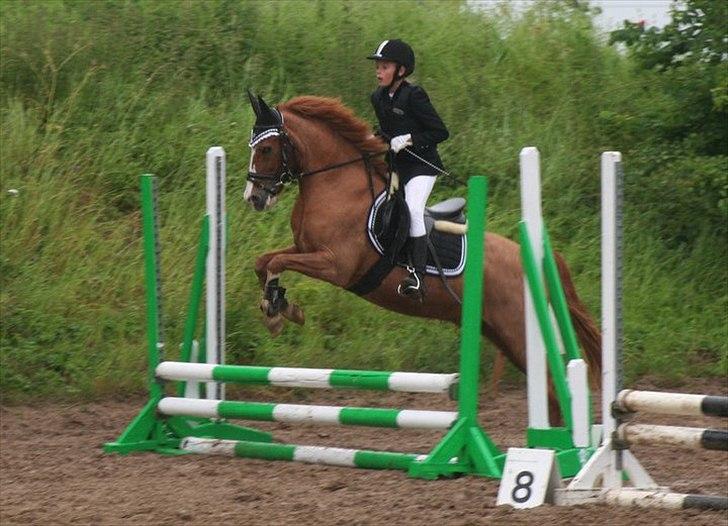 New Forest Thor billede 17