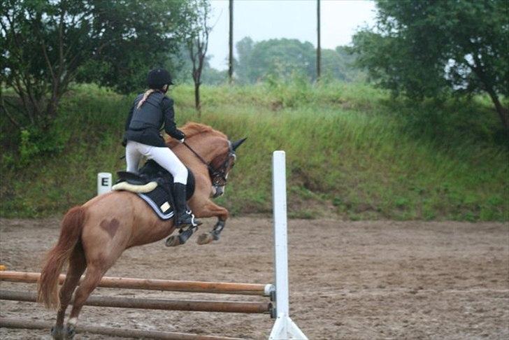 New Forest Thor billede 18