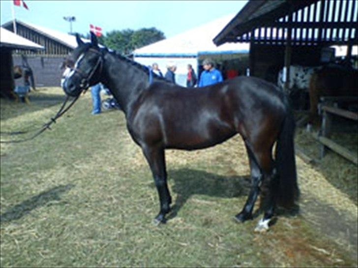 New Forest Holmens Victoria billede 4