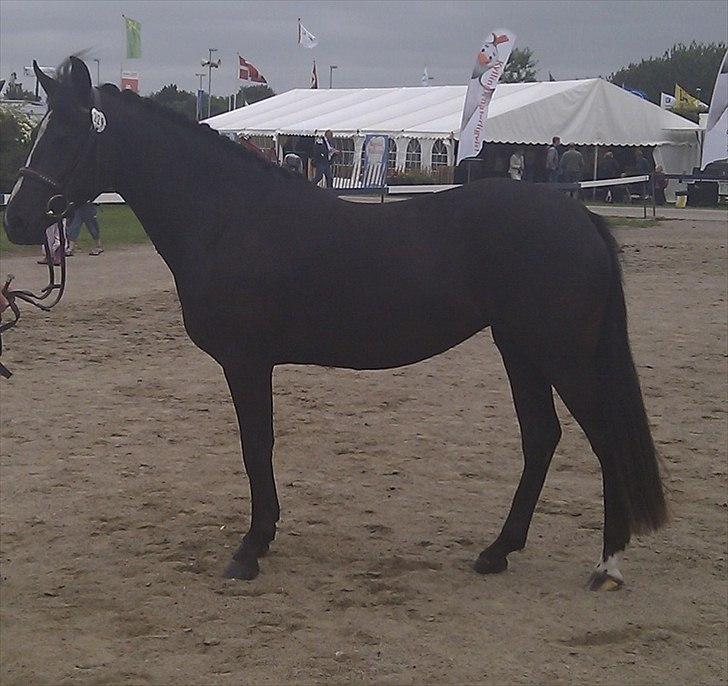 New Forest Holmens Victoria billede 5