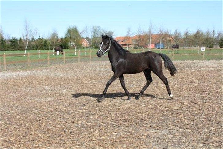 New Forest Holmens Victoria billede 6