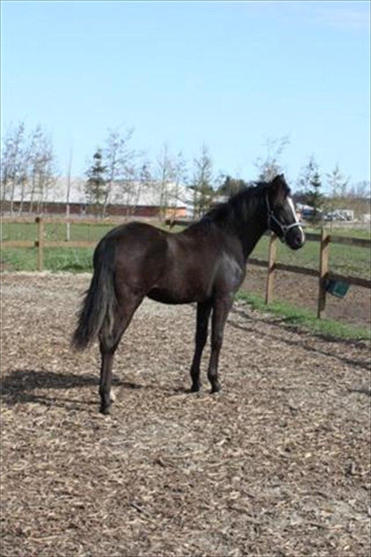 New Forest Holmens Victoria billede 7