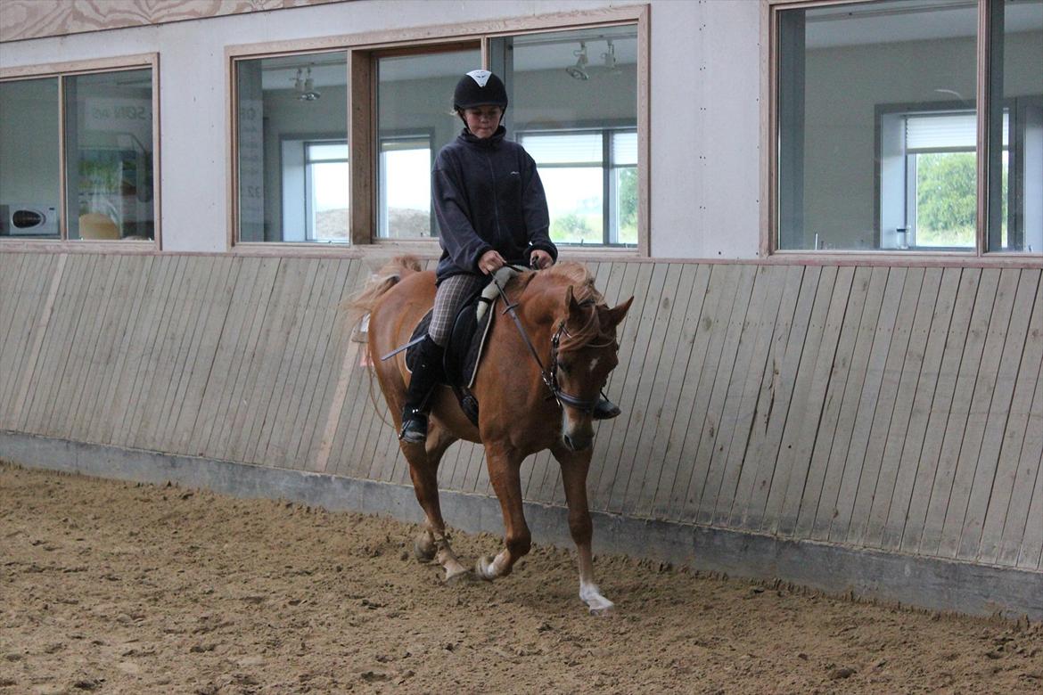 Arabisk fuldblod (OX) Jorik <3 billede 12