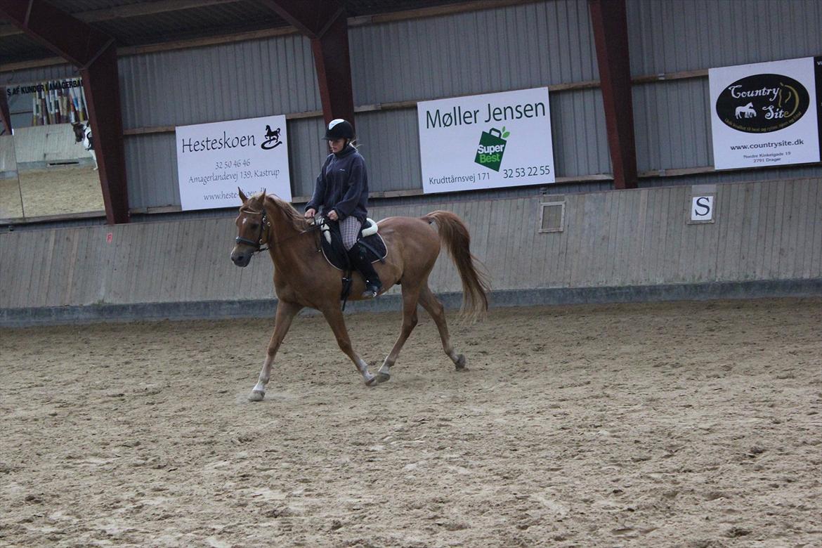 Arabisk fuldblod (OX) Jorik <3 billede 13