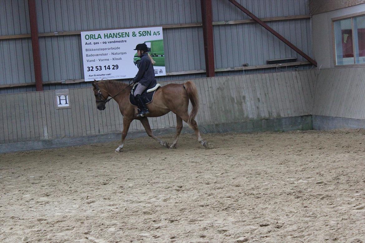 Arabisk fuldblod (OX) Jorik <3 billede 14