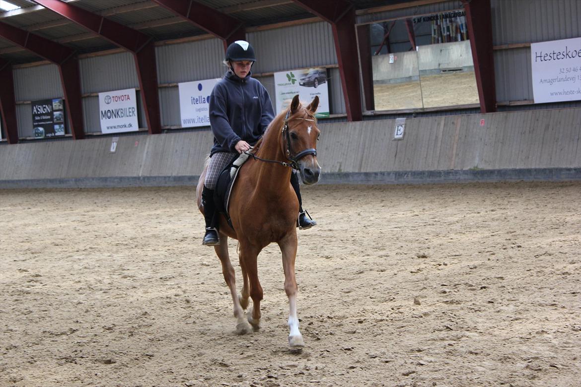 Arabisk fuldblod (OX) Jorik <3 billede 15