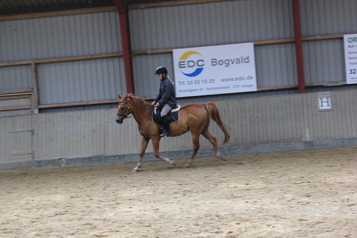 Arabisk fuldblod (OX) Jorik <3 billede 16