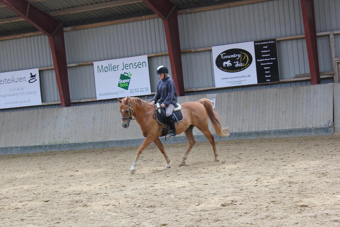 Arabisk fuldblod (OX) Jorik <3 billede 17