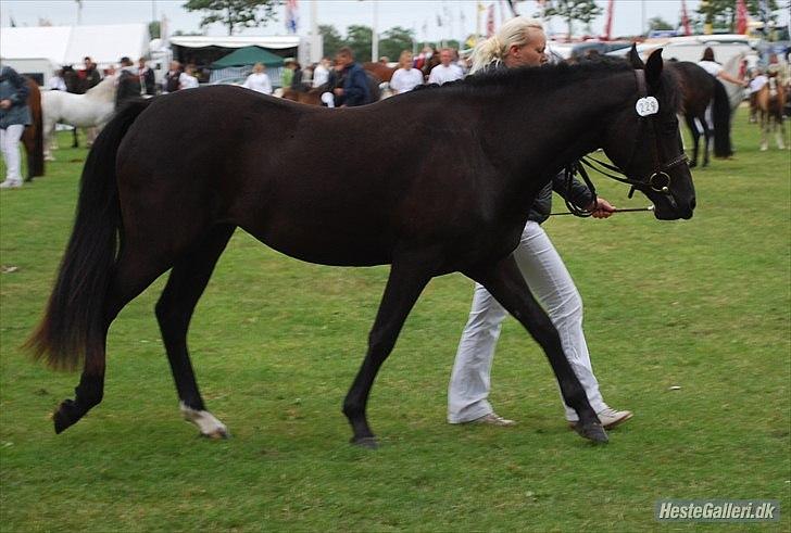 New Forest Holmens Victoria - Landsskue Herning 2011
Fotograf: AB New Forest billede 8