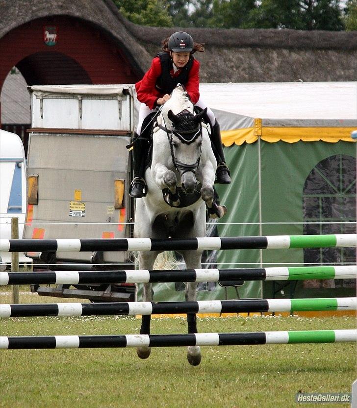 Hollandsk Sportspony Amigo A-pony - MB2** landsstævne 3 plads billede 2