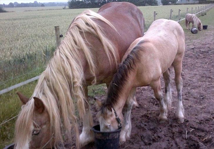 Irish Cob Caramel - 04-07-2011 Er begyndt at skifte følpelsen. Det sorte på benene træder tydeligere frem og de hvide aftegn på benene afgrænses. I sædet ses nu også stikkelhår billede 19