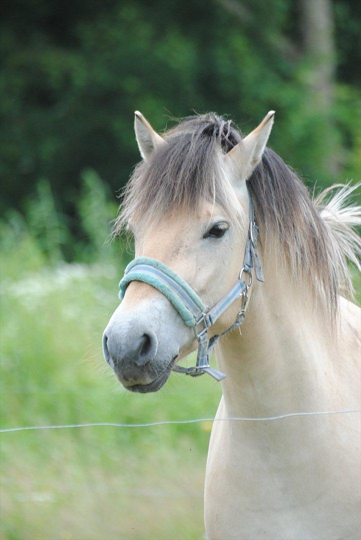 Fjordhest Estrid ~ Min drømmepony<3 - Smukke, smukke pony dyr :D ♥ billede 5