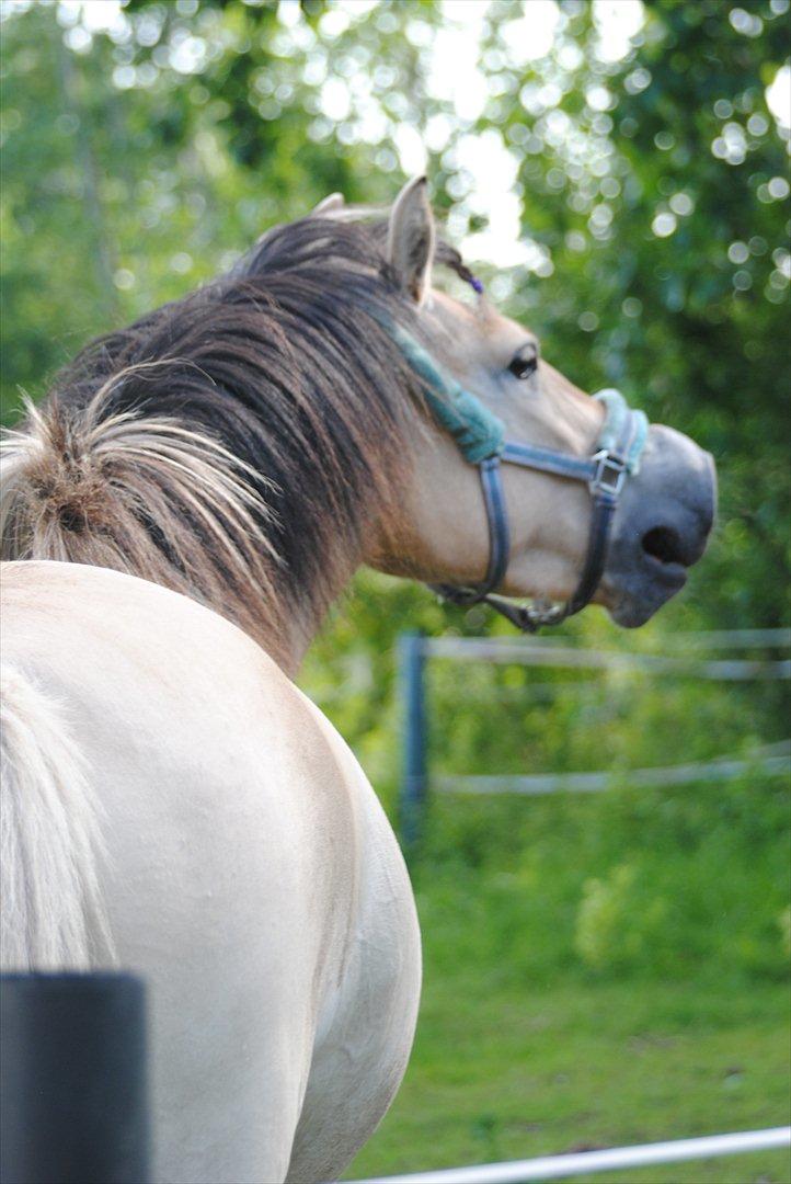 Fjordhest Estrid ~ Min drømmepony<3 - Nurh hun vrinsker efter nabo hestene :I billede 6