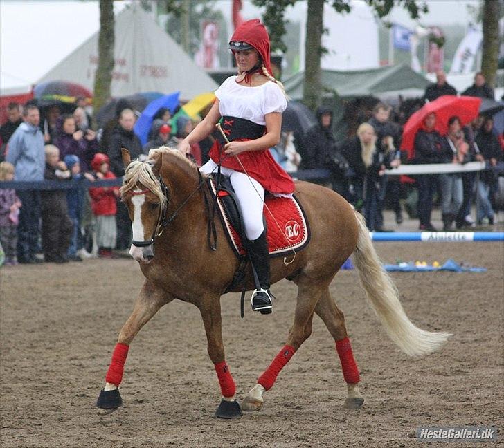 New Forest Holmens Facos - Landsskue Herning 2011
Foto: JL-Foto billede 5