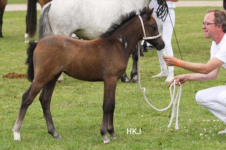 Welsh Mountain (sec A) Villersøes Bella Rosa(LANDSSKUETS BEDSTE FØL 2011) billede 1