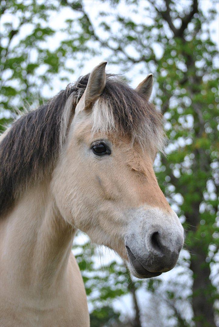 Fjordhest Estrid ~ Min drømmepony<3 - ♥ ♥ billede 7