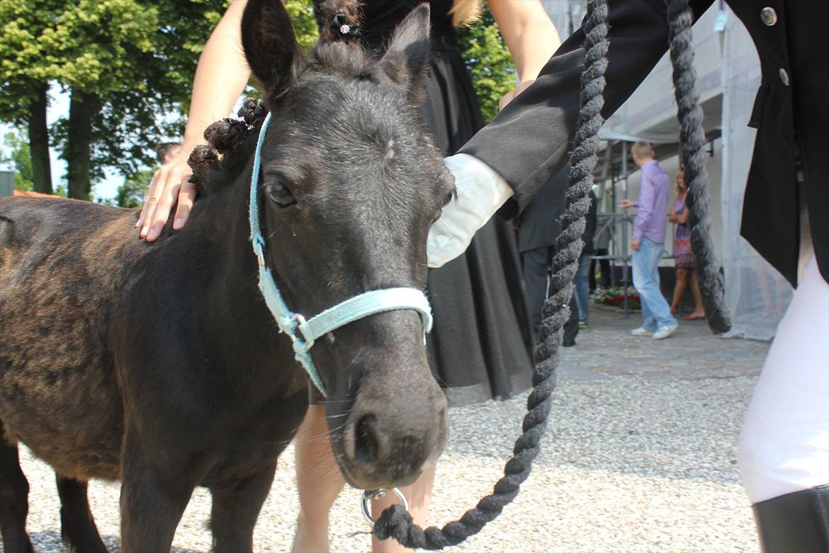 Shetlænder prins chameur - Prins til barnedåb
foto: Laura Bentsen billede 8
