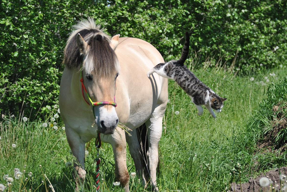 Fjordhest Estrid ~ Min drømmepony<3 - Thihi ^^
 billede 8