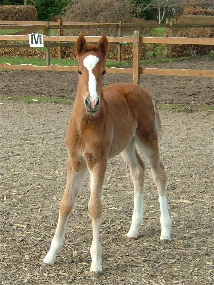 New Forest Holmens Lady Diva billede 3