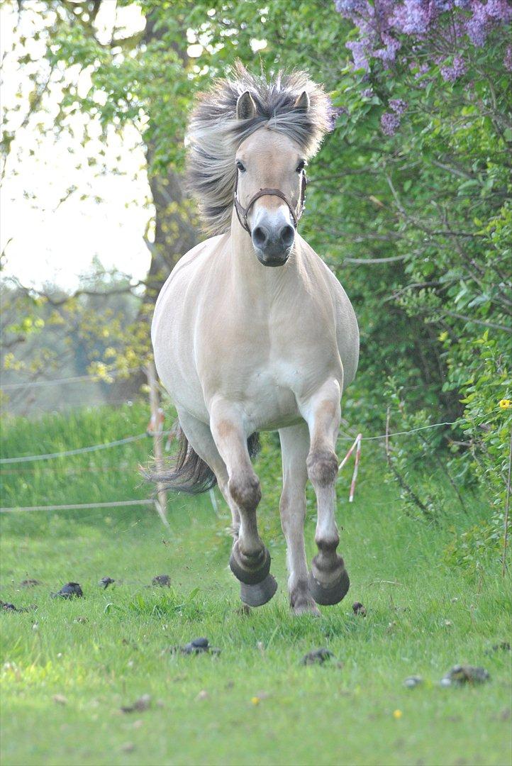 Fjordhest Estrid ~ Min drømmepony<3 billede 11