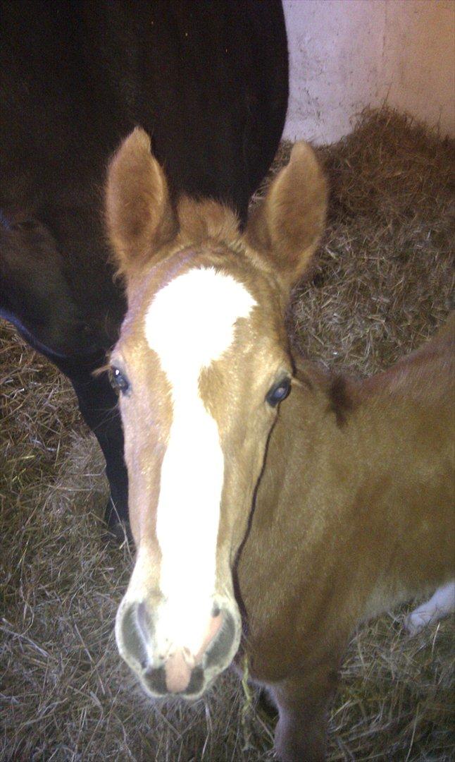 New Forest Holmens Lady Diva billede 4