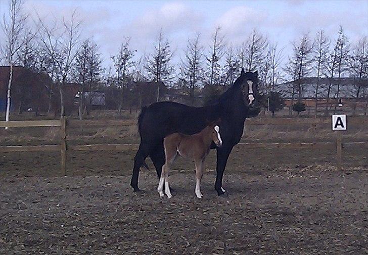 New Forest Holmens Lady Diva billede 5