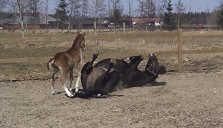 New Forest Holmens Lady Diva billede 6