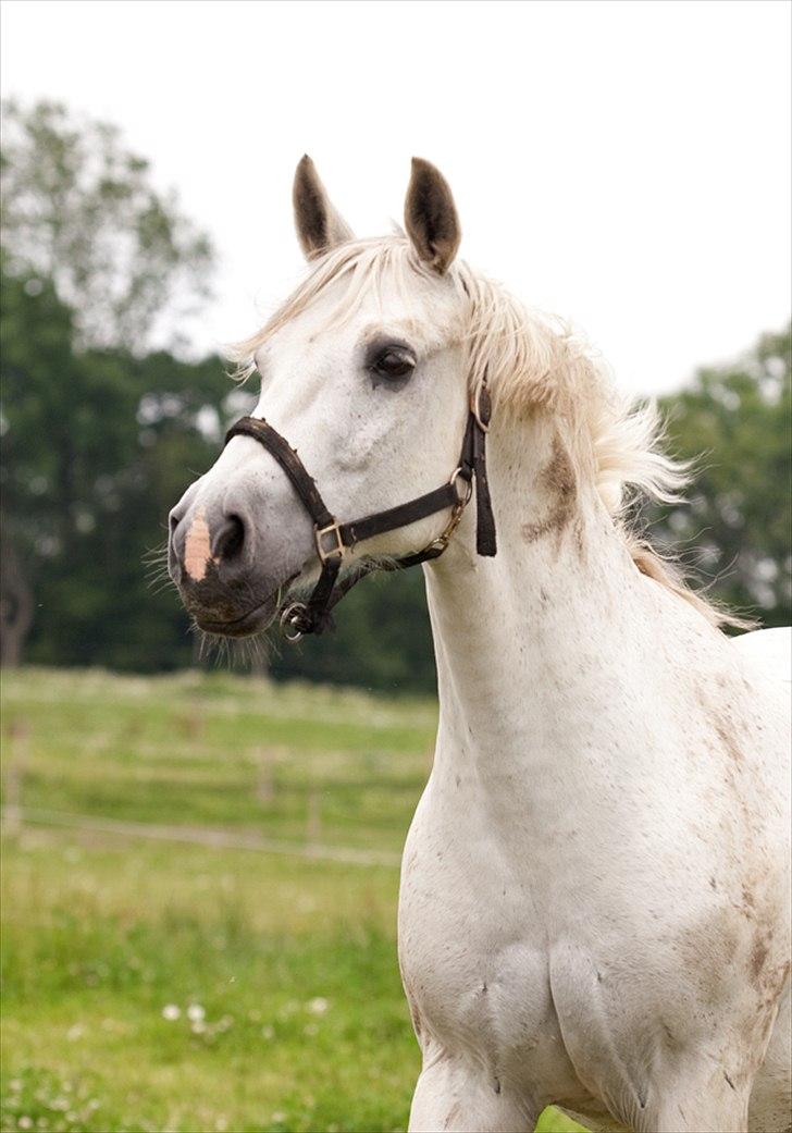 Anden særlig race Silverlea Picasso - Foto: Tine Bjørnø. billede 1