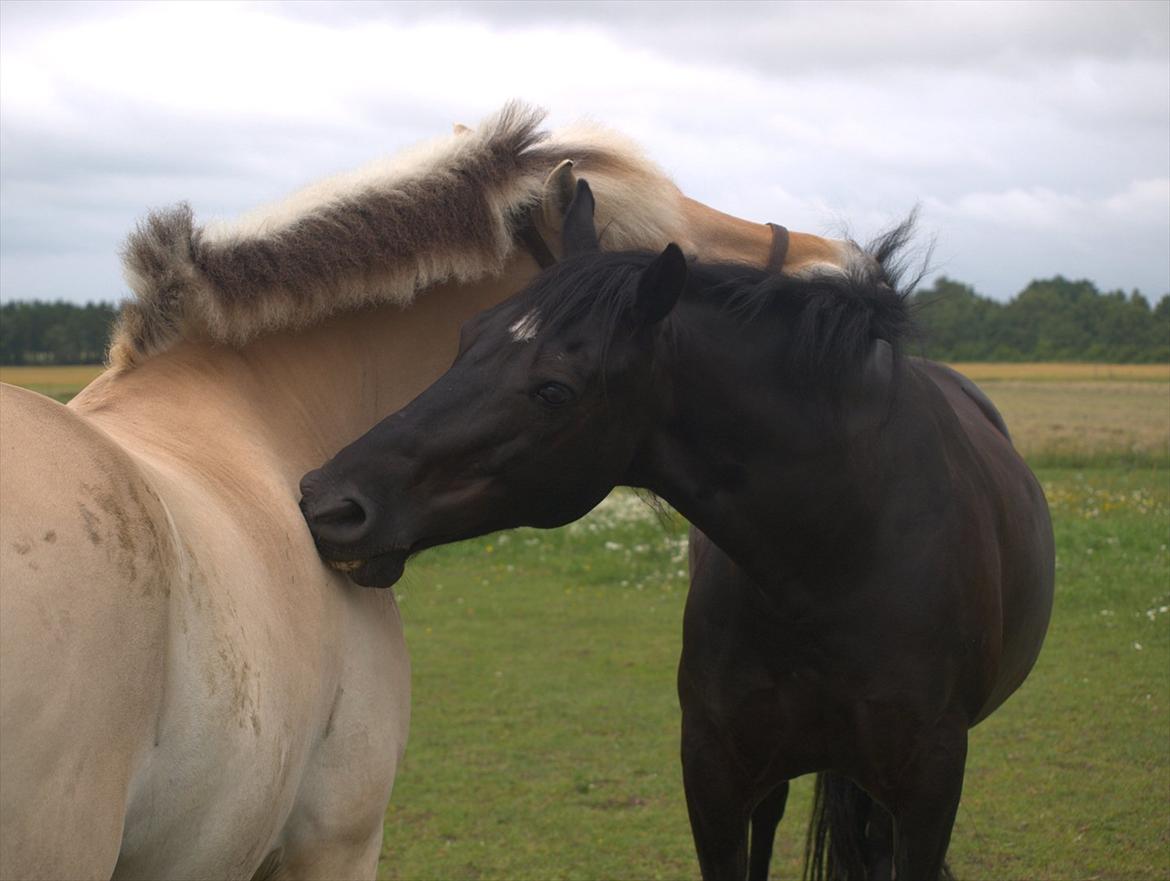 Welsh Cob (sec D) Haymos Chagal <3 Sov sødt <3 - Jeg elsker dig! billede 3